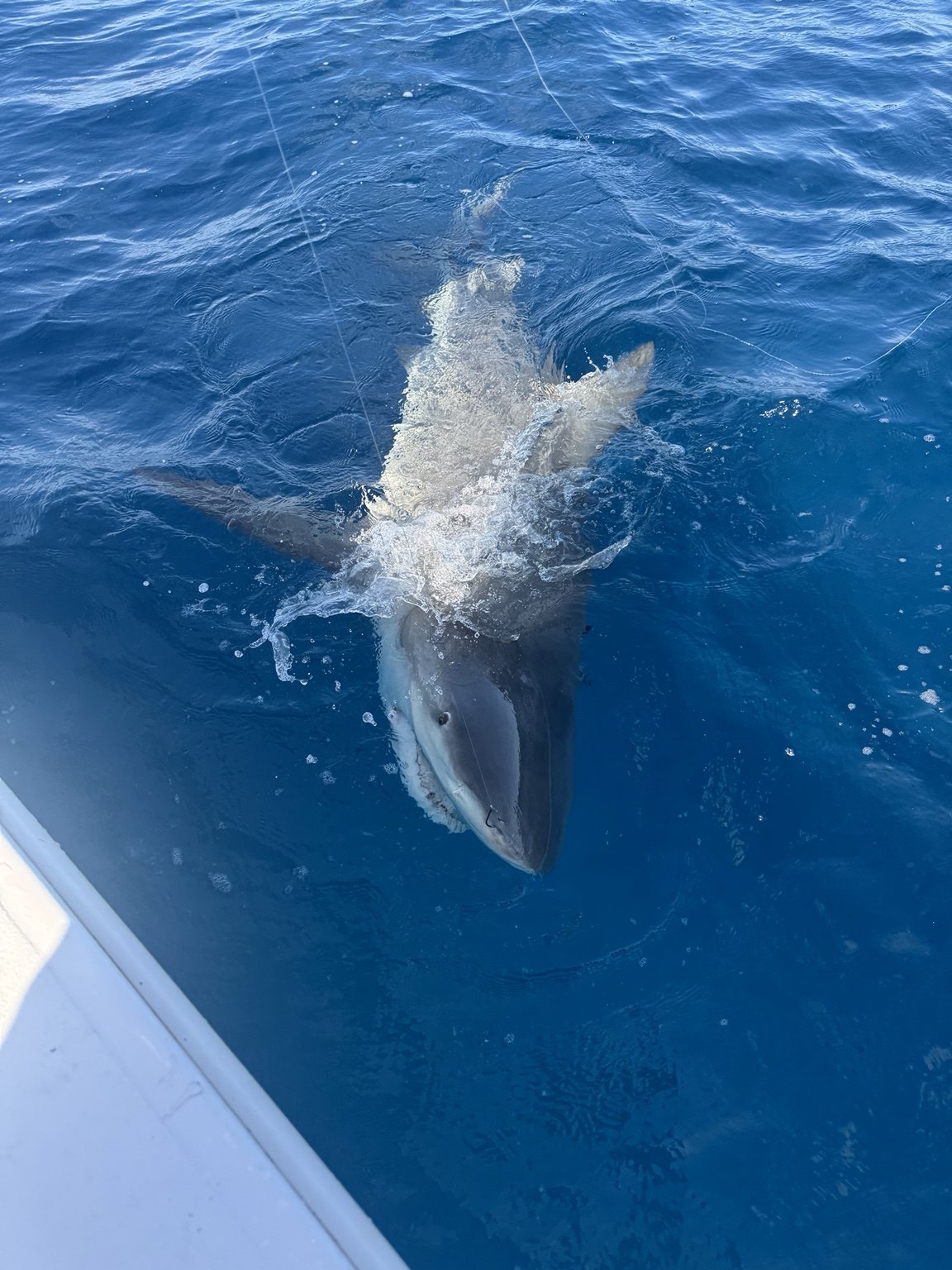 Shark alongside fishing boat in South Florida